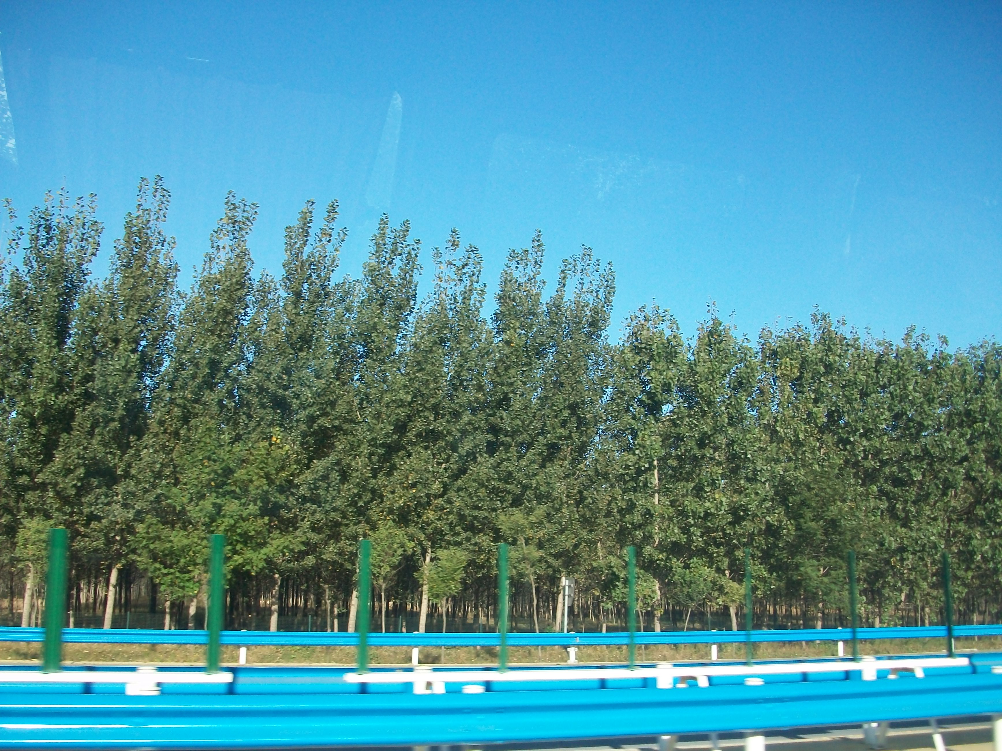 照片 绿树迎风199.jpg