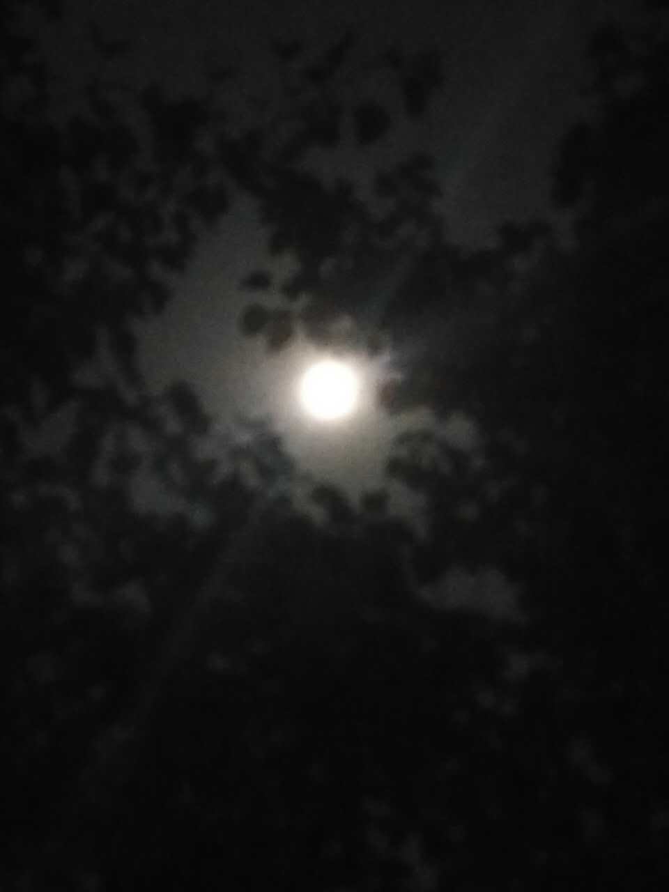 webwxgetmsgimg (12).jpg